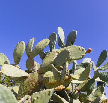 Kaktus z owocami
