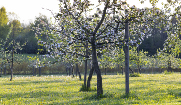 Drzewa Owocowe w sadzie, wiosna