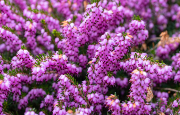 Wrzosiec Kwitnący na Różowo