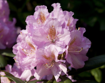 Rododendron Różowy