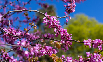 Judaszowiec kwitnący krzew - zdjęcie stockowe