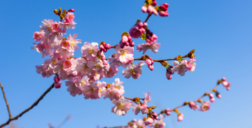 Kwitnąca Wiśnia Japońska - zdjęcie stockowe