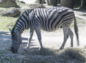Zebra w Zoo