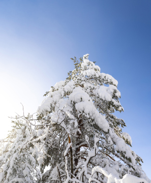 Śnieg na Gałęziach, zimowa aura.