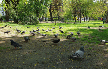 Gołębie w Parku