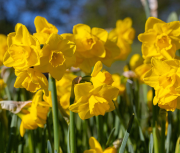 Narcyz 'Quail' kwitnący w ogrodzie wiosną