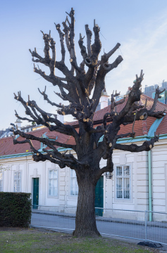 Mocno Przycięte Drzewo