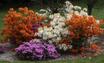 Azalie W Czasie Kwitnienia