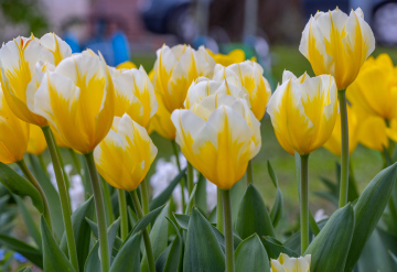 Biało-żółte tulipany w ogrodzie