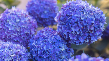 Niebieska Hortensja w Ogrodzie, kwiaty