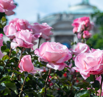Różowe Róże w Parku