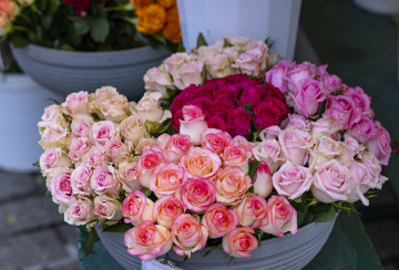 Kwiaty do Sprzedaży, Róże