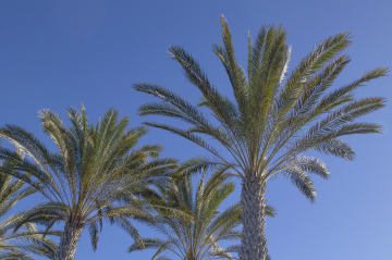 Palmy w Słońcu