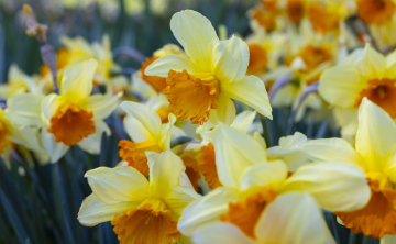 Żonkile Kwitnące na Żółto