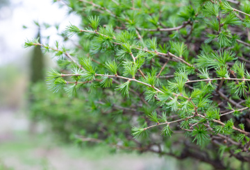 Młode Igły na Gałęziach Modrzewia - zdjęcie stockowe