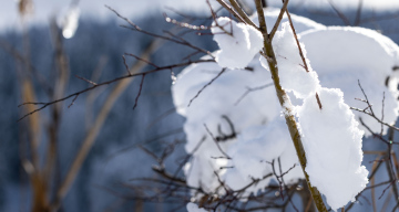 Śnieg na gałęziach krzewów