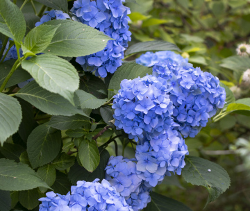 Kwiat Hortensji Niebieskiej