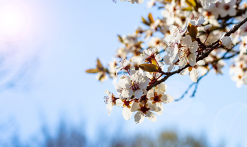 Białe Kwiaty na gałęziach krzewów. Wiosna w parku.