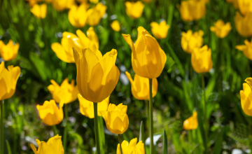 Żółte Tulipany w Ogródku zdjęcie stockowe