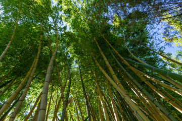 Wysoki Las Bambusowy