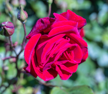 Czerwona Róża w Ogrodzie