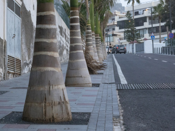Ulica z Pniami Palm