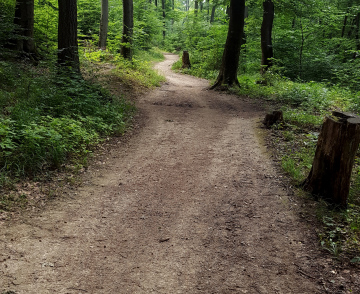 Ścieżka Przez Las