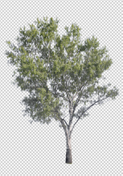Drzewo liściaste z wyciętym tłem