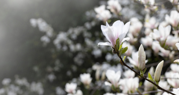 Kwitnąca Magnolia, obraz wysokiej rozdzielczości