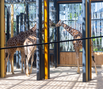 Żyrafy w Wiedeńskim Zoo
