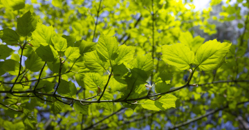 Zielone liście na gałęzi krzewu