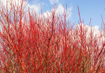 Czerwone Gałęzie Krzewów Derenia