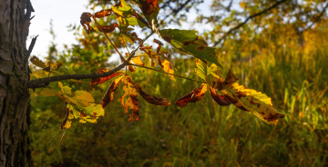 Liście Kasztanowca w Jesiennym Krajobrazie