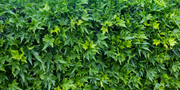 Zielona Ściana z Liści, darmowe tło do pobrania