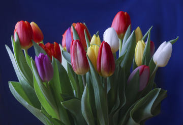 Bukiet Kolorowych Tulipanów 