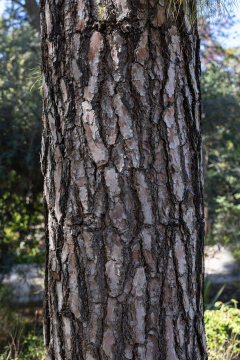 Sosna Kanaryjska - Pinus canariensis zdjęcie stockowe