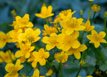 Caltha palustris L w czasie kwitnienia 