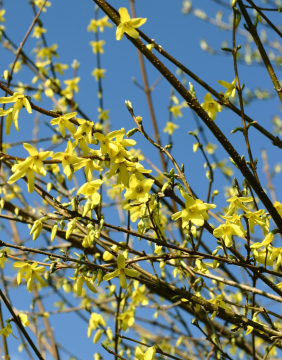 Forsycja w Czasie Kwitnienia