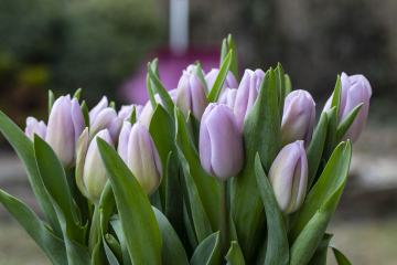 Tulipany Różowe 