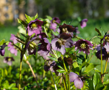 Helleborus orientalis w czasie kwitnienia- zdjęcie stockowe