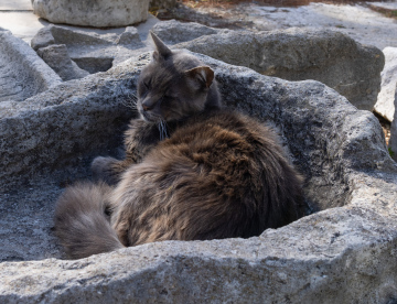 Śpący Kot w Kamiennym zagłębieniu