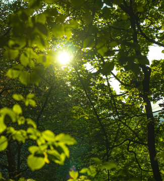 Słońce w Lesie -darmowe zdjęcie