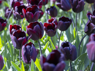 Tulipan Paul Scherer - zdjęcie stockowe