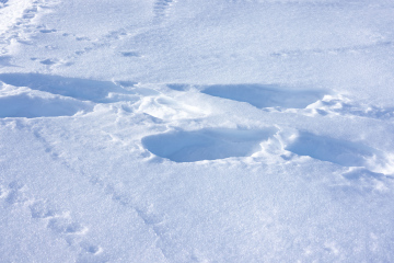 Ślady na zmróżonej powierzchni śniegu