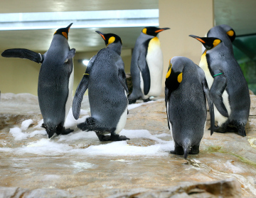 Pingwiny W Zoo