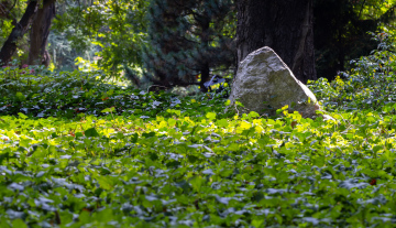 Kamień w Ogrodzie - darmowe zdjęcie