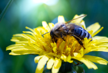Pszczoła, zapylanie