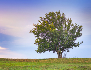 Samotne Drzewo - darmowe zdjęcie