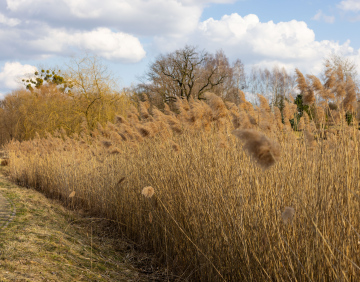 Suche Trzciny nad Stawem