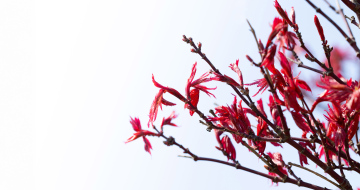 Klona Palmowy, czerwone, młode liście na wiosnę